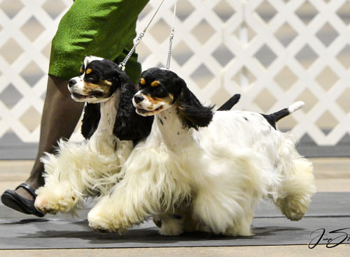 Cocker Spaniel